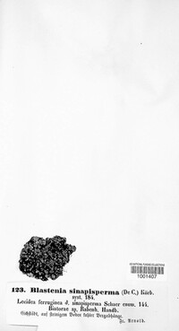 Blastenia sinapisperma image